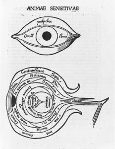 Woodcuts: anatomy of the eye, circa 1503. Anatomy of the eye. Optics: (16th century). Work ID: sdq85t2t.